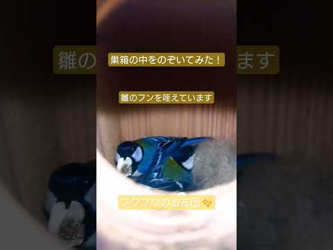 冬にシジュウカラの巣箱をどこに置くか？この鳥を引き寄せるには何を入れたらいいでしょうか？従うべき 3 つの重要なヒント  庭園