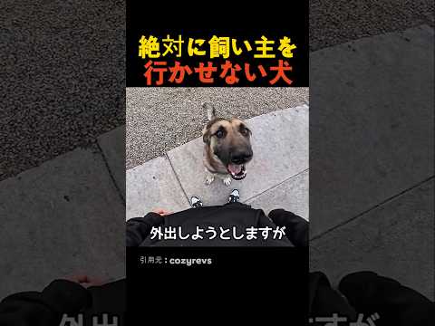 絶対に飼い主を行かせない犬