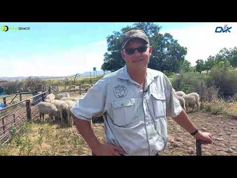 Ons kuier saam met OVK by Jurie en gesels oor die wolbedryf, sy skape en hoe hy dinge benader.