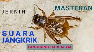 Download lagu Suara Jangkrik Masteran mp3 Download lagu Suara Jangkrik Masteran mp3