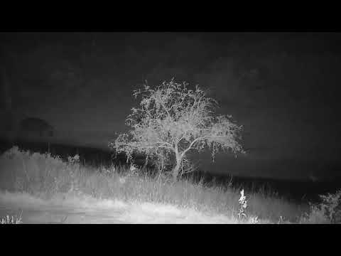 Djuma: Three Hippos returning to the dam - 20:33 - 08/26/2023