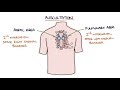 Heart Murmurs and Heart Sounds: Visual Explanation for Students