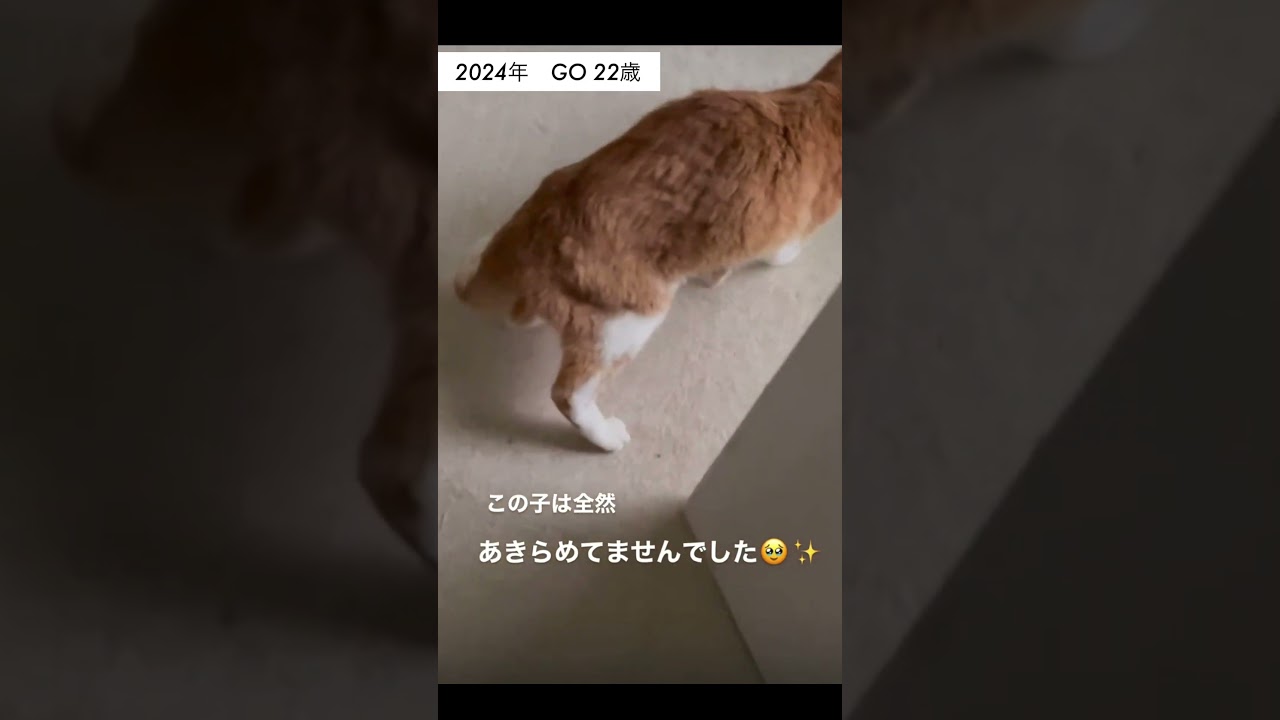 ねこ脳梗塞→２年経過🐈💫✨22-24歳🔥
