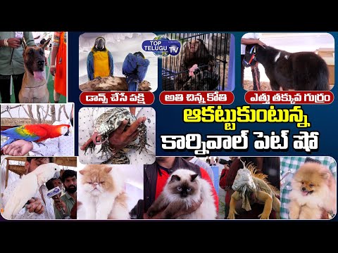 Telangana Excotic Pets Show | Carnival Pet Show At Hyderabad | Chikoti Praveen Kumar | Top Telugu TV