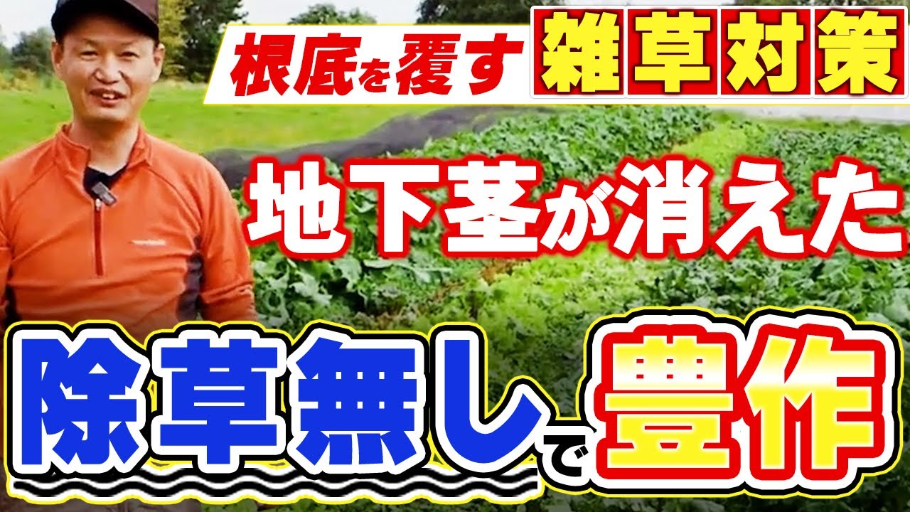 除草なしで豊作！雑草を味方にする自然栽培