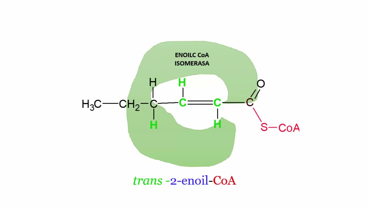 Beta oxidación de ácidos grasos insaturados