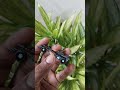 Kinder JOY Hotwheels Officialrelease Phonk Hotwheelscollection Kinderjoy