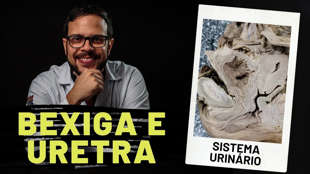 SISTEMA URINÁRIO: BEXIGA URINÁRIA E URETRA - AULA PRÁTICA COM PROF. ANDRÉ OLIVEIRA