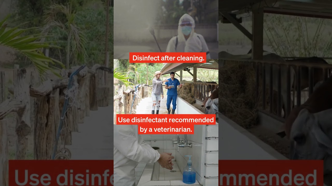 Foot and mouth disease: biosecurity principles you need to know