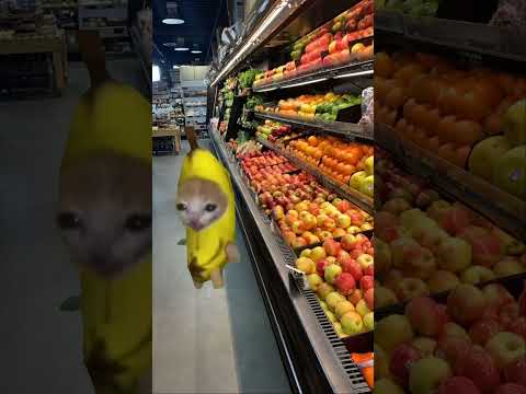 пов с котами🖤😼