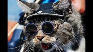 Приколы с животными!!!
