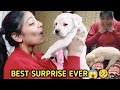 Best Gift Ever Given By My Parents Labrador Puppy PBR Vlogs