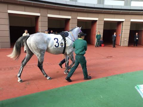 Horse Race at Shatin Racecourse, 1/1/ 2020, horse racing, racehorses, hong kong jockey club, horses