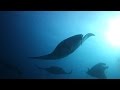 Diving the deep south of the Maldives - Manta Rays, Whale Sharks, Sharks HD