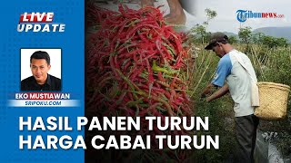 Galau, Petani Cabai di Musi Rawas Khawatir saat Hasil Panen Turun gegara Hama Harga Juga Ikut Turun