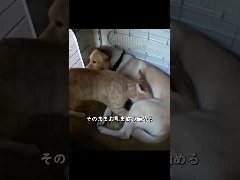 野良猫が犬を母親だと思い込み、毎日母乳をもらう　飼い主のまさかの一手で問題解決！#shorts #動物解説 #犬 #猫