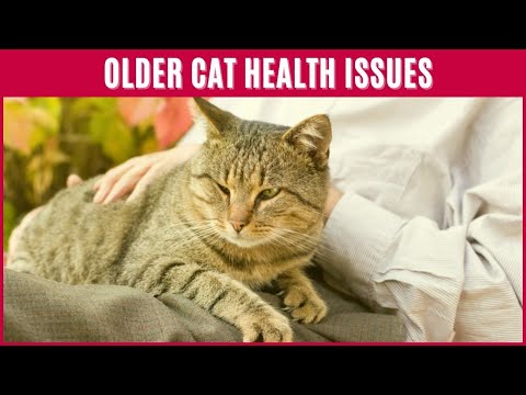 Older Cat Health Issues - Cats Old Age Dying Symptoms