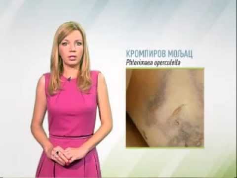 Zelena prognoza 14.7.2014. - Stanje u usevima krompira