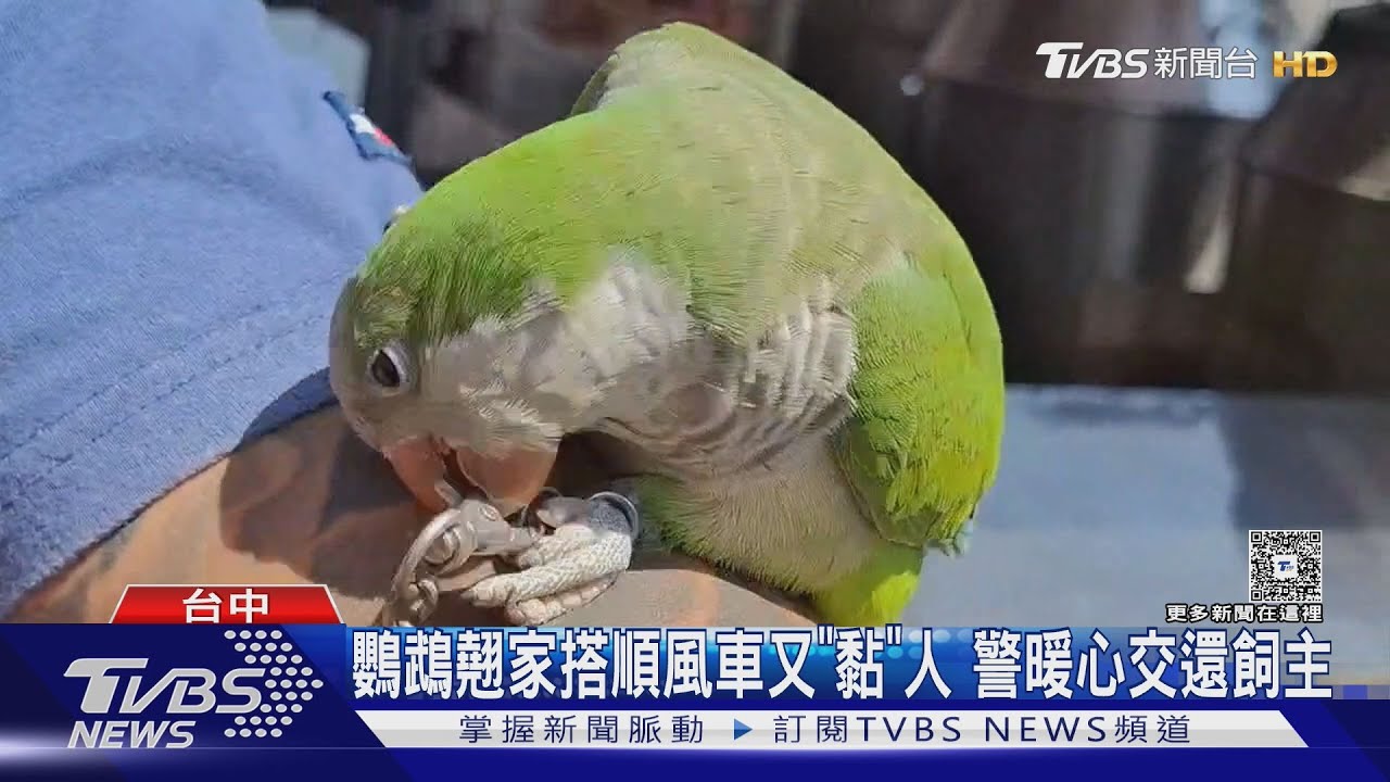 鸚鵡翹家搭順風車又「黏」人 警暖心交還飼主