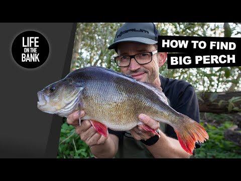 FISHING FOR BIG PERCH - THE SEARCH