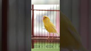 Download lagu Kenari Gacor Panjang Full Isian Mewah - 23 #kenari #kenarigacor #kenarigacorpanjang mp3