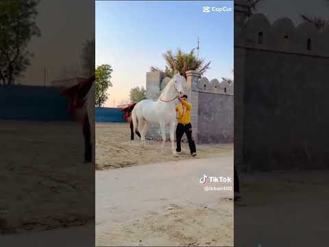 , title : 'One Of The Most Beautiful White Horse 😍, Most Beautiful White Horses #shortvideo #shorts  #short'