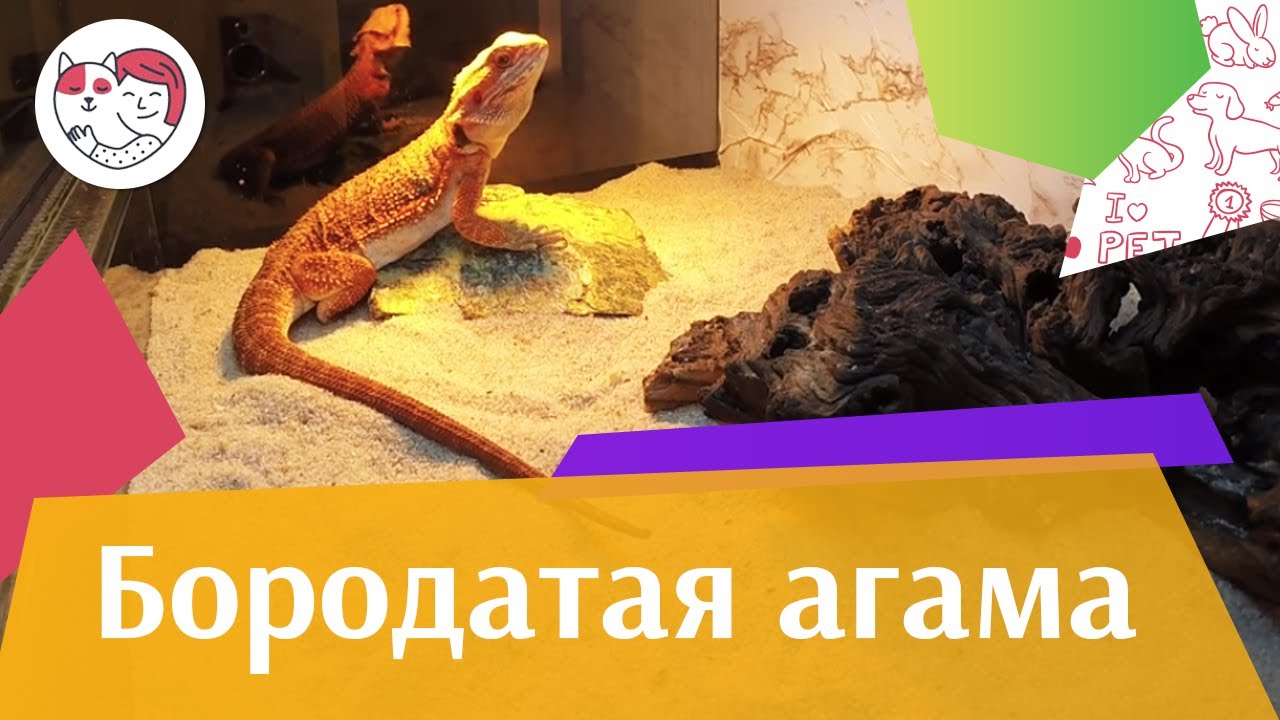 Бородатая агама Содержание террариум и освещение на iLikePet