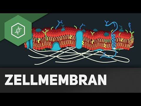 Cell membrane - REMAKE