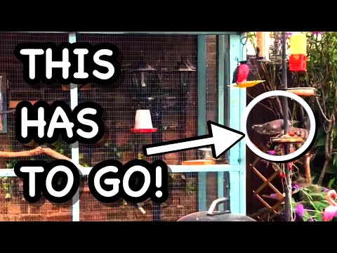 TRYING TO CATCH THIS SPARROW HAWK !!