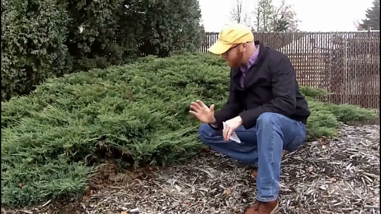 Creeping juniper (Juniperus horizontalis) - Plant Identification - YouTube
