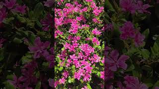 Suntory Shines at the Cincinnati Zoo and Botanical Garden