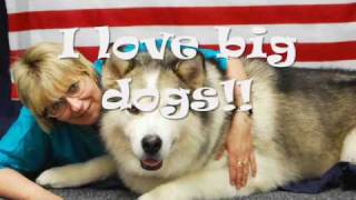 Tinibaybeez Dog Grooming:Juneau- An Alaskan Malamute