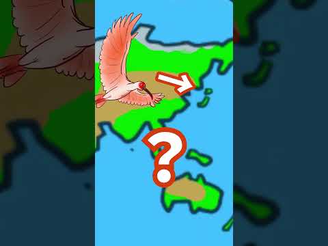 イビドリンチャ・ストルテルシ