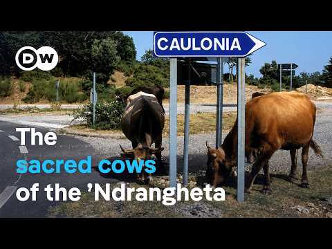 How The Mafia’s Cattle Are Terrorizing Italian Villages | Dw Documentary