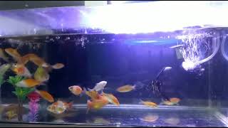 Download lagu ADEENA MUSIK || qasidah modern yang lagi viral 2021. mp3