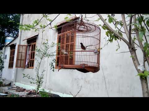 The Sound Of Birds Singing At Sunset | Birds White-rumped shama