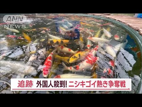 bassin-poisson-rouge-ornemental-carpe-koi-jardin-zzen