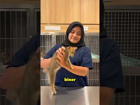 Kedinizi Asla Böyle Kaldırmayın 😱🐈