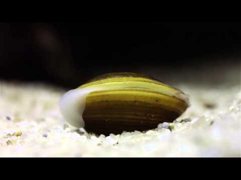 Bitácora submarina: Capítulo 3: Vertebrados marinos I