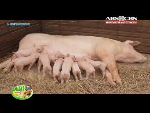 Mawalan ng timbang mabilis sa isang fitball Flax pagbaba ng timbang kung paano