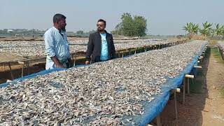 দলুয়া খলিশখালীতে শুঁটকি পল্লী পরিদর্শন