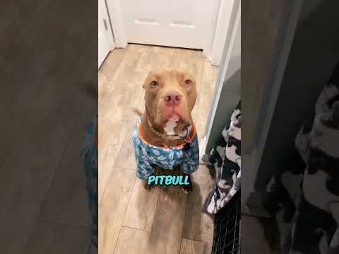 ¿Es MALO que tu PERRO duerma en el PATIO o la AZOTEA?