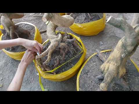 Giao lưu lô phôi 21 cây đế quái lắc lượn ae hợp nhãn liên hệ 0987.069.330 gặp 5 Sắng