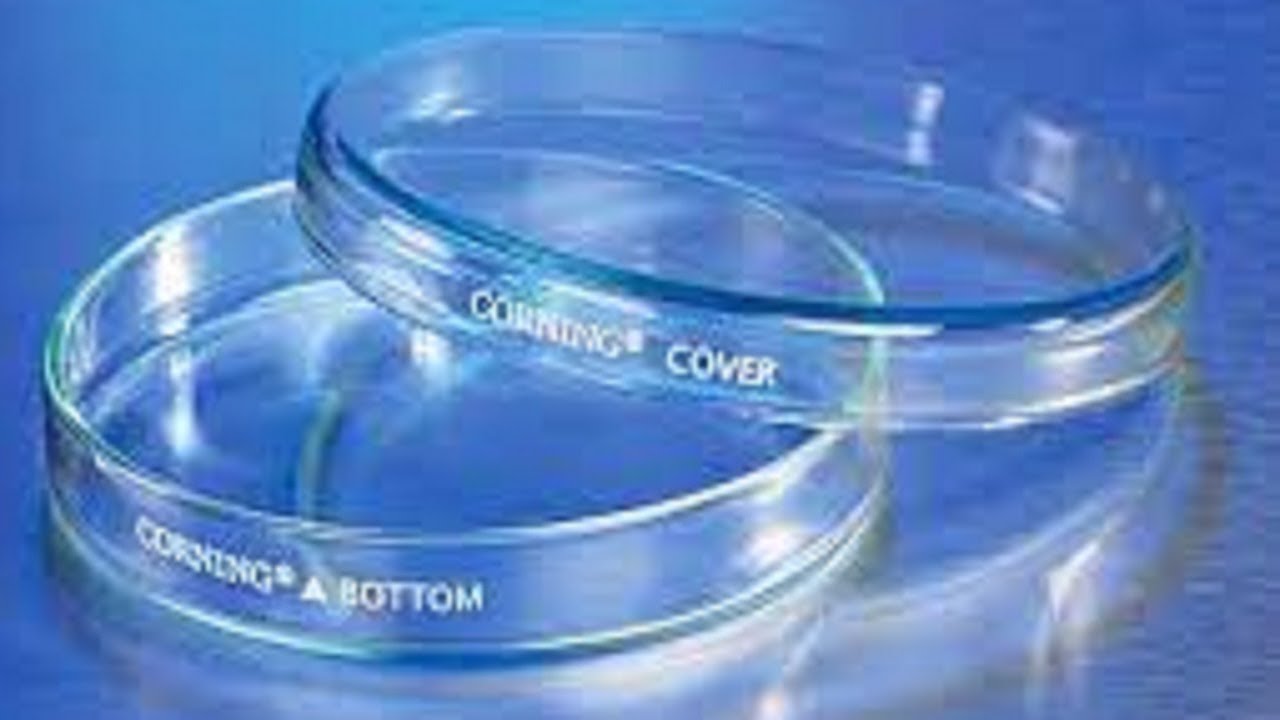 Definición y origen de CAJA DE PETRI - La Voz Silenciosa