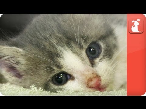 Unadoptables - URGENT Unweaned Kittens Need Foster NOW
