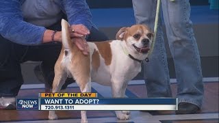 Pet of the day with Denver Animal Shelter