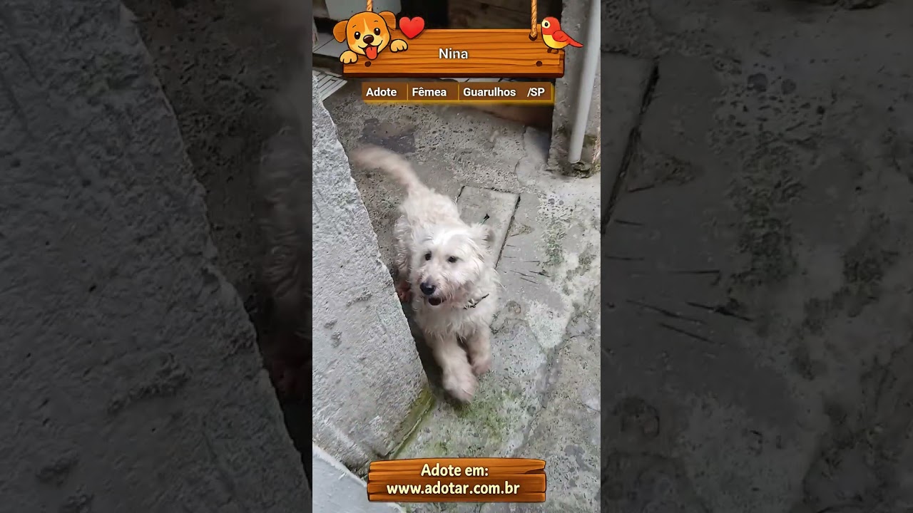 Cachorro raça Lhasa Apso idade 4 anos nome Nina