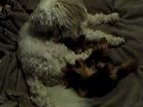 SWINNY et le petit ENDY CCCC l'hymen!!!! (S.K)