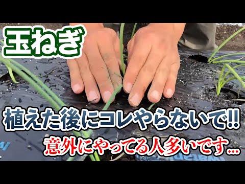 玉ねぎの隣に植える花はどれですか?タマネギのウジ虫を防ぐ植物を発見する  庭園