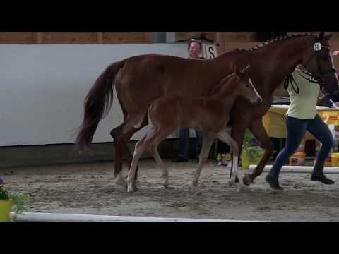 Chimaira, SF * 09.06.2017 von Carridam – Colman – Sir Shostakovich xx